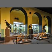 Muzeum Instytutu Zoologii PAN