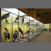 Muzeum Instytutu Zoologii PAN